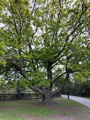 Quercus robur