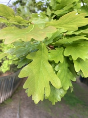Quercus robur
