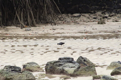 Gallinula galeata cachinnans