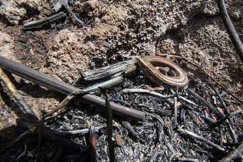 Oligosoma moco