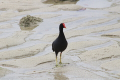 Gallinula galeata cachinnans