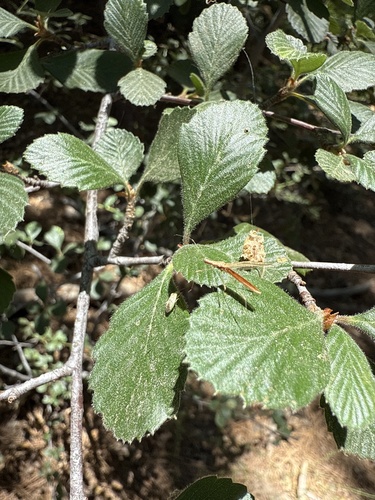 iNaturalist observation photo of True Bugs