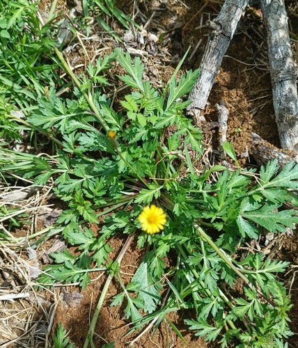 Manzanilla (Chrysanthellum americanum)
