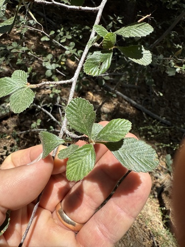 iNaturalist observation photo of Birchleaf Mountain Mahogany
