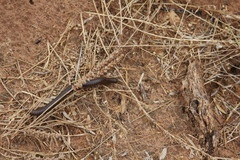 Orthoporus