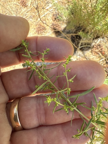 iNaturalist observation photo of Tarragon