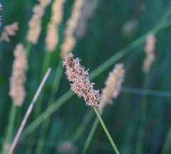 Carex tereticaulis