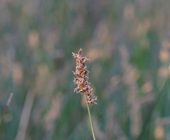 Carex tereticaulis
