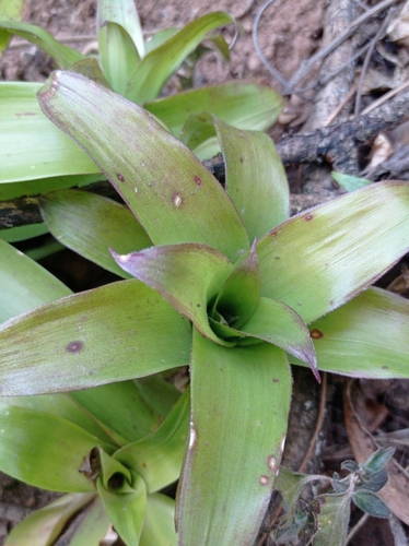 Tillandsia denudata, photograph 5