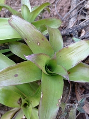 Tillandsia denudata, photograph (c) Maria Luisa Bravo Alarcon, some rights reserved (CC BY)