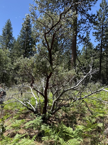 iNaturalist observation photo of pointleaf manzanita