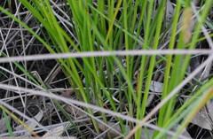 Carex tereticaulis
