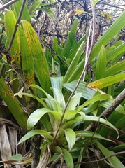 Tillandsia denudata, photograph (c) Maria Luisa Bravo Alarcon, some rights reserved (CC BY)