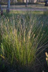 Carex tereticaulis