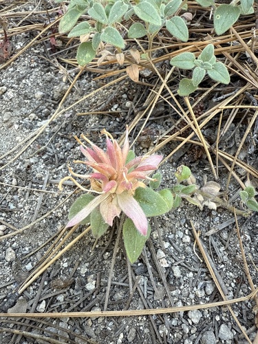 iNaturalist observation photo of Yellow monardella