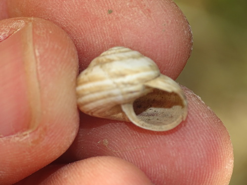 Cernuella virgata