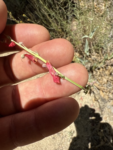 iNaturalist observation photo of scarlet bugler