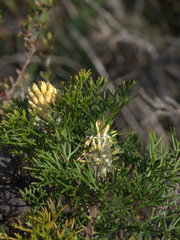 Petrophile canescens