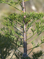 Petrophile canescens