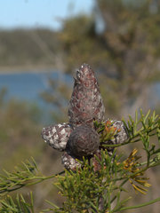 Petrophile canescens