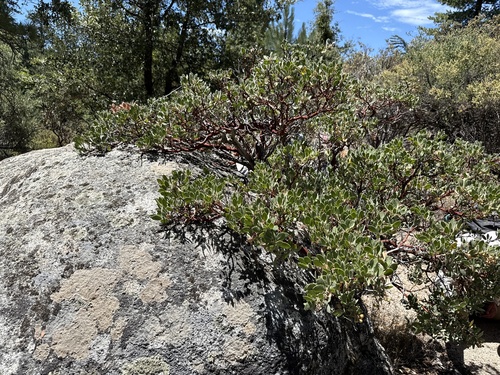 iNaturalist observation photo of bearberries and manzanitas