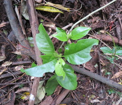 Coprosma macrocarpa minor