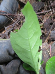 Coprosma macrocarpa minor