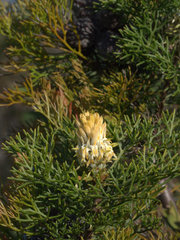 Petrophile canescens