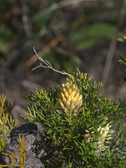 Petrophile canescens