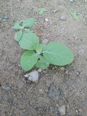 Tree Tobacco (Nicotiana paniculata)