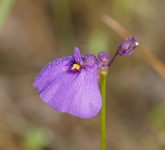 Utricularia beaugleholei