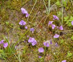 Utricularia beaugleholei
