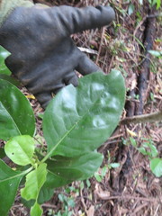 Coprosma macrocarpa minor