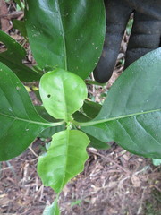 Coprosma macrocarpa minor