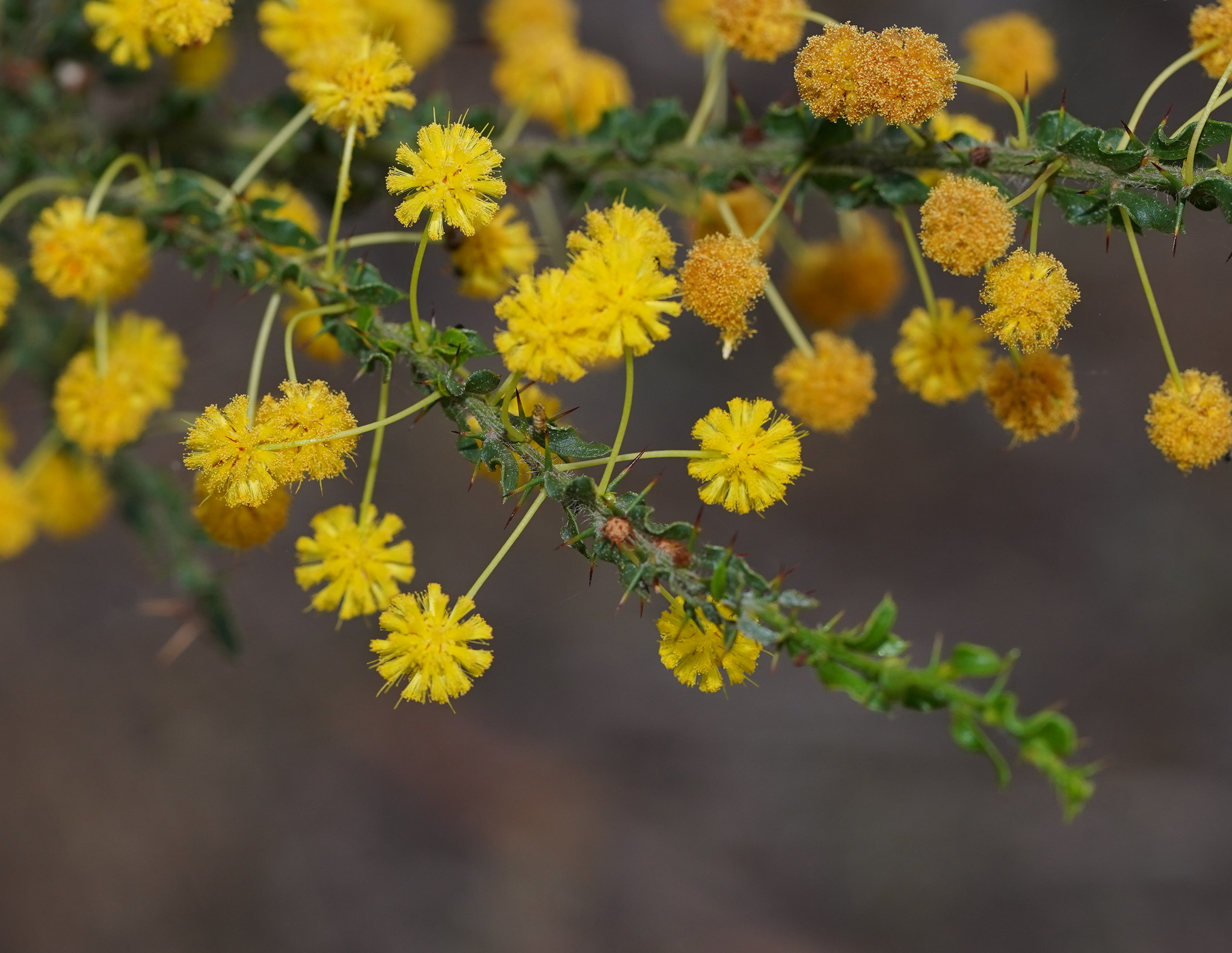 Acacia paradoxa