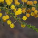 Acacia paradoxa - Photo 由 Reiner Richter 所上傳的 (c) Reiner Richter，保留部份權利CC BY-NC-SA