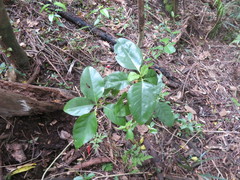 Coprosma macrocarpa minor