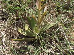 Crassula capitella capitella