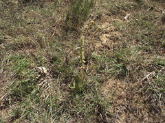 Crassula capitella capitella