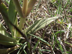 Crassula capitella capitella