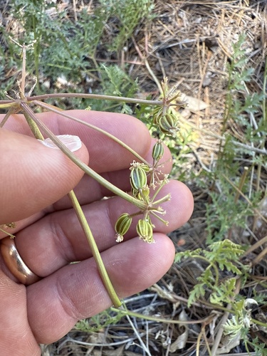 iNaturalist observation photo of Parish's umbrellawort