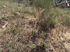 Crassula capitella capitella