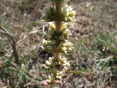 Crassula capitella capitella
