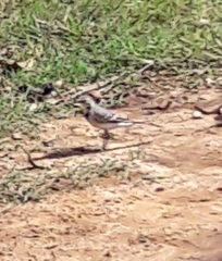 Motacilla alba