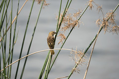 Ploceus jacksoni