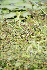 Ploceus jacksoni