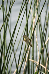 Ploceus jacksoni