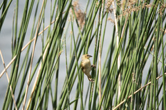 Ploceus jacksoni