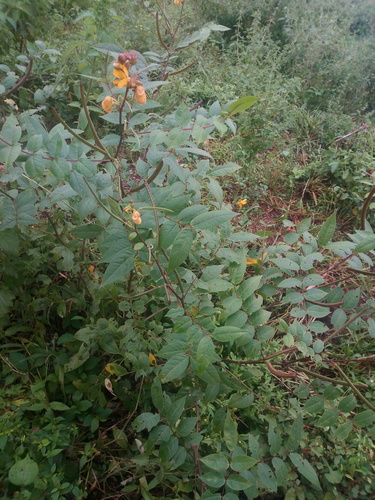 Coffee Senna