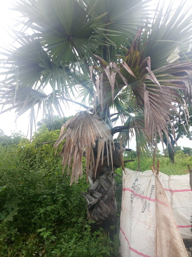 borassus palm
